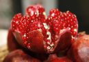 Frugtens hemmeligheder: Sådan dyrker du granatæbletræer